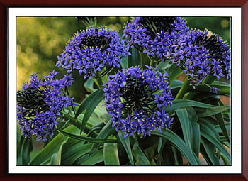 FRAMED FLOWERS, FLOWER, NATURE, , FRAMED HD wallpaper