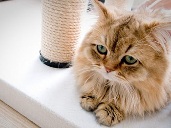 Can i have a milk, kitty, cute, cat, nice, animals, funny, humor, pet, adorable HD wallpaper