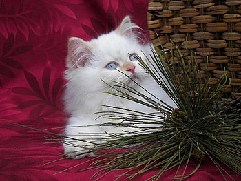 My sweet look, sweet, white, kitty, christmas, persian HD wallpaper