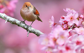 Small bird in a spring tree , Graceful avian presence, Blossoming nature, Vibrant foliage HD wallpaper