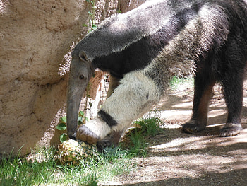 Giant anteater, Reid park zoo, Anteater, Zoo animals HD wallpaper