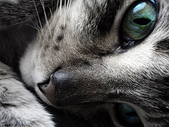 Animals, Cats HD wallpaper