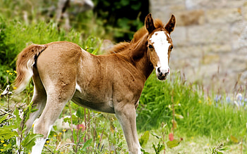 Animals, Grass, Young, Joey, Horse, Stallion HD wallpaper