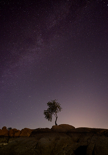 Nature, Universe, Wood, Tree, Starry Sky HD phone wallpaper