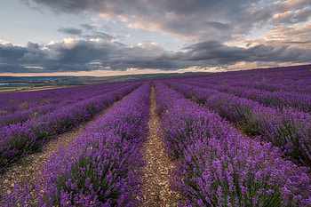 field, nature, lavender HD wallpaper