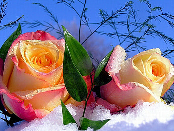 Winter Roses, winter, beautiful, roses HD wallpaper