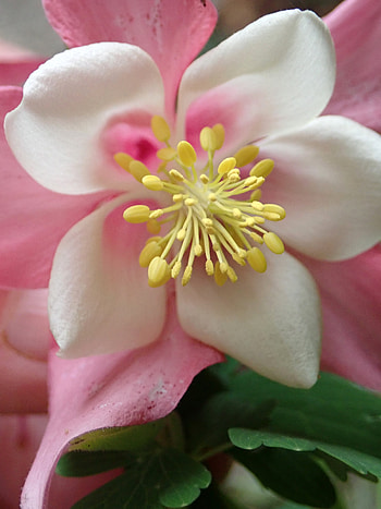 Pink, Flower, Macro, Aquilegia HD phone wallpaper