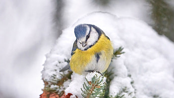 Blue Yellow Tit Bird Is Standing On Spruce Tree Branches With Snow Birds HD wallpaper