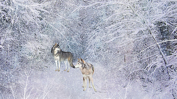 Wolves Long Winter, winter, frost, wolves, path, firefox persona, cold, wolf, snow, trees, ice HD wallpaper