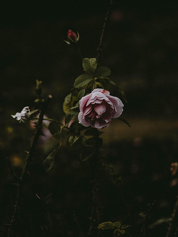 Flowers, Pink, Flower, Plant, Rose Flower, Rose HD phone wallpaper