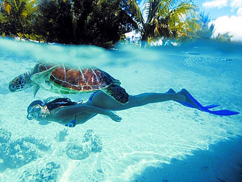 Swim with turtle, cool, clear water, beach HD wallpaper