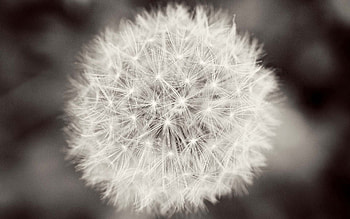 Flower, Plant, Macro, Dandelion, Fluff, Fuzz HD wallpaper
