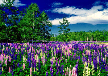 Lupin meadow, blue, delight, nice, trees, greenery, fragrant, meadow, beautiful, grass, lupin, summer, pretty, field, green, clouds, nature, sky, flowers, lovely HD wallpaper