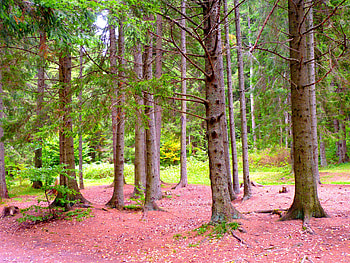 Forest at lake St. Ana, green, trees, forest, lake, mountain HD wallpaper