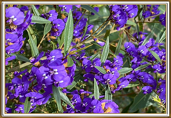 FRAMED FLOWERS, NATURE, FLOWERS, , FRAMED HD wallpaper