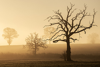 Nature, Trees, Fog, Hills HD wallpaper