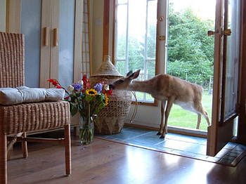 What A Fragrance, animal, deer, deers, flowers, visit, fragrance, home HD wallpaper