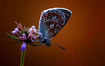 Butterfly, animal, flower, insect HD wallpaper