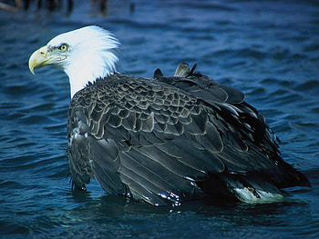 Bald Eagle, white, feathers, symbol, north america, raptor, large, usa, bird of prey HD wallpaper