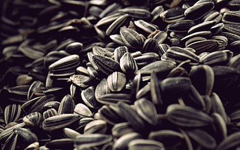 Seed inspiration, Creative potential, Natural marvels, Visual stimulation HD wallpaper