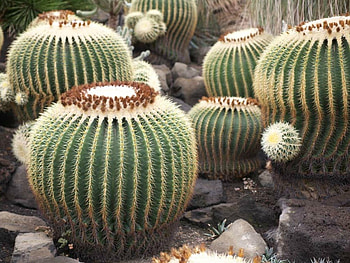 CACTI PLANTS, PLANTS, CACTI, NATURE HD wallpaper