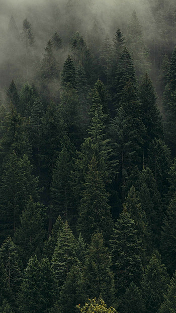 Enchanting forest realm, Towering ancient trees, Lush greenery surrounds, Nature's sanctuary HD phone wallpaper