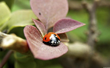 Ladybug, graphy, , spring, summer, leaves, abstract, bugs, animals, close-up, nature, leaf, macro HD wallpaper