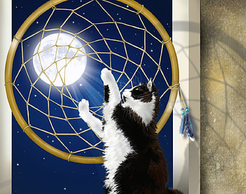 Dreamcatcher, dreams, window, moon, cat HD wallpaper