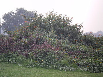 park, lahore, nature, flowers HD wallpaper