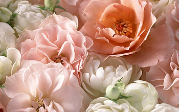 Plants, Flowers, Roses HD wallpaper