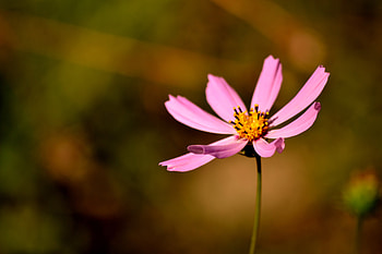 Flowers, Flower, Petals, Close-Up, Pollen HD wallpaper
