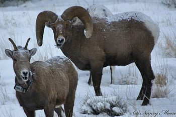 big horn sheep, brown, up, wild, curled HD wallpaper