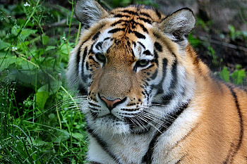 Wildlife, tiger, predator, animal, muzzle HD wallpaper