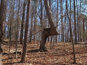 Lone trail marker, hiking, outdoors, nature, graphy HD wallpaper