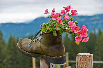❀❀❀, green, red, shoe, nature, Flower HD wallpaper