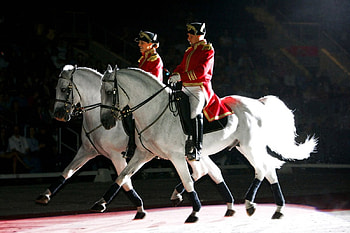 Dressage, spanish, andalusian, horses, performance, animals, lipizzan HD wallpaper