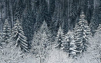 Landscape, Winter, Trees, Snow, Fir-Trees HD wallpaper