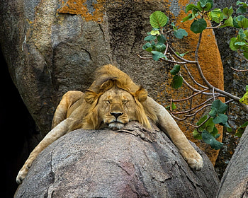King Sleeping on Stone, animal, big cat, trees, stone, lion, sleeping HD wallpaper