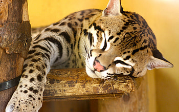 Animals, Jaguar, To Lie Down, Lie, Spotted, Spotty, Predator, Big Cat, Muzzle Nose HD wallpaper