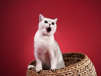 Yawn, white animal, pet, cat HD wallpaper