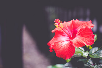 Flowers, Flower, Close-Up, Hibiscus HD wallpaper