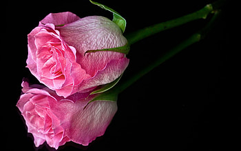 ROSE, PETALS, NATURE, COLORS, STEM HD wallpaper