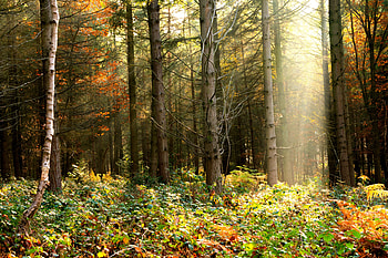 Nature, Trees, Bush, Forest, Foliage HD wallpaper