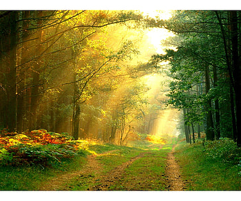 Sun rays, nature, sun, forest, light HD wallpaper