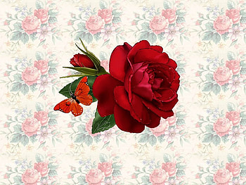 Rose on roses, rose, red HD wallpaper