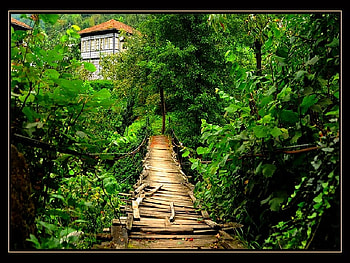 wooden-bridge, wooden, bridge HD wallpaper