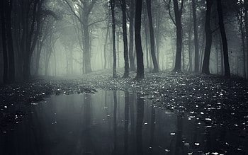 Dark Creepy Forest HD wallpaper