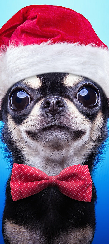Chihuahua, Puppies HD phone wallpaper