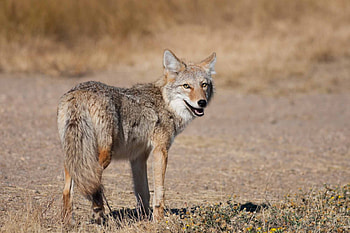 The Canadian Encyclopedia, Coyote facts, Canadian wildlife, Educational resource HD wallpaper