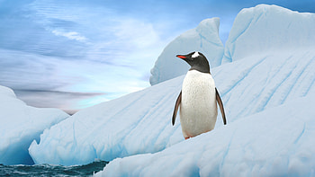 Vivid penguin , Happy feet, Crisp backgrounds, Arctic bird HD wallpaper